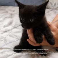 Ringo, chat à adopter