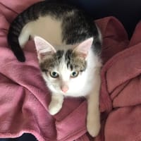 HUGGY, chat à adopter