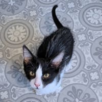 CERES, chat à adopter