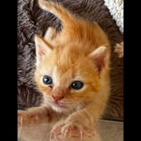 KIKO, chat à adopter