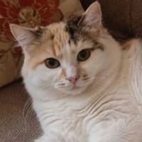 Pyza, kotka do adopcji