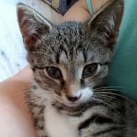 Bolek, kot do adopcji