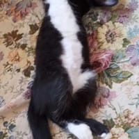 Lolek, kot do adopcji