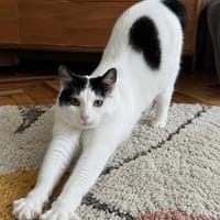 Rózia, kotka do adopcji