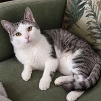 Janinka, kotka do adopcji