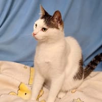 Kokosz, kot do adopcji