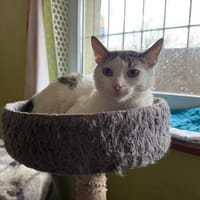 Kajko, kot do adopcji