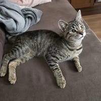 Marcel, kot do adopcji