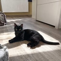 Nero, kot do adopcji
