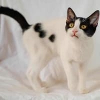 Lotta, neugieriges Katzenkind, ca. 1 J., Katze zur Adoption