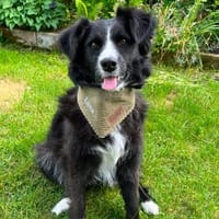 Linda, zauberhafte Hündin, ca. 5 Jahre, Hündin zur Adoption