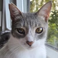 Alby, soziales Entdeckerherz, ca. 11 Mon., Kater zur Adoption