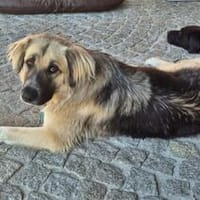Für-immer-Zuhausegesucht für LINDA -PLZ 90596, Hündin zur Adoption