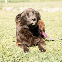 Yuma sucht liebevolle Familie..., Hündin zur Adoption
