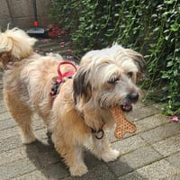 RUBY sucht ein neues Zuhause für immer, Hündin zur Adoption
