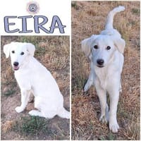EIRA ° einfach eine Schönheit, Hündin zur Adoption