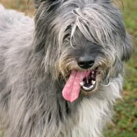 Hübsche Terriermischlingshündin Flori sucht ein Zuhause, Hündin zur Adoption