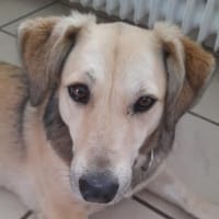 MABLE-hübsche, liebevolle Hündin, Hündin zur Adoption