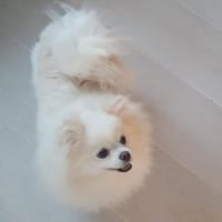 Goldstück - Zwergspitz Sissy, Hündin zur Adoption