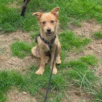 Tilda sucht Kuschelkörbchen, Hündin zur Adoption