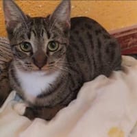 Pechvogel Sara in Kuddewörde(ALM), Katze zur Adoption