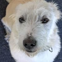 Angel ist bereit für sein Happy End  vielleicht bei dir?, Hund zur Adoption