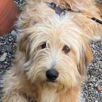 MALIKA, Hündin zur Adoption