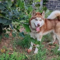 Husky Yar, Hund zur Adoption
