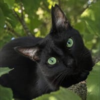 Billy der kleine Charmeur, Kater zur Adoption