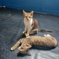 Lia und Basbusa suchen gemeinsam ihr Glück, Katze zur Adoption