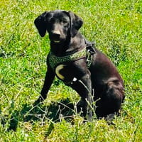 Labrador Mix Chuchi, Hund zur Adoption