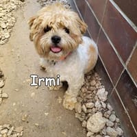 IRMI, Hündin zur Adoption