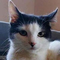 CHER-bezaubernde, hübsche Katzen-Dame, Katze zur Adoption