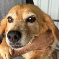 CARA-hübsche, kleine Seniorin-Hündin, Hündin zur Adoption