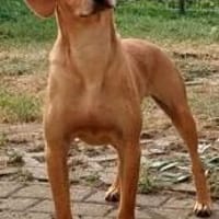 Buddy verliert leider unverschuldet sein Zuhause, Hund zur Adoption