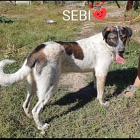 SEBI - ein toller Kerl möchte sein Herz verschenken!, Hund zur Adoption
