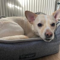Dickkopf Jack braucht Ersthund, Hund zur Adoption