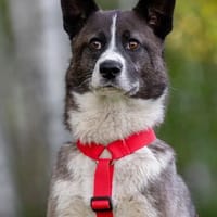 Aufmerksame MAYA sucht treue Menschen, Hündin zur Adoption