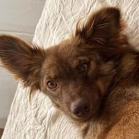 BRUNJA-wunderschöne, neugierige Hündin, Hündin zur Adoption