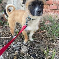 Süßbär sucht sein Zuhause, Hund zur Adoption