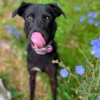 Black is beautyful, Hündin zur Adoption
