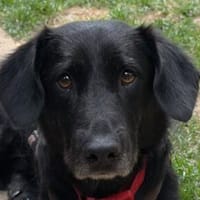 MICHEL-zuckersüßer,lieberMischlings-Rüde, Hund zur Adoption
