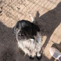 Abu, Hund zur Adoption