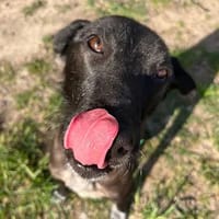 Tamino möchte endlich ankommen, Hund zur Adoption