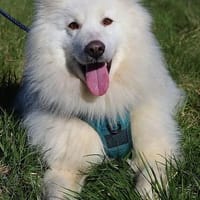 Wunderschöner Samojede sucht sein Glück, Hund zur Adoption