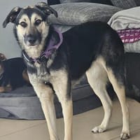 Brenda möchte was lernen, Hündin zur Adoption