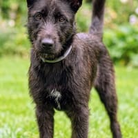 Zierliche, Verschmuste und hübsche Maja, Hündin zur Adoption