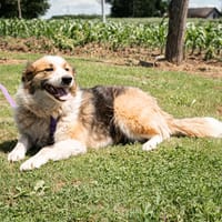 Sunshine unser Sonnenschein..., Hündin zur Adoption
