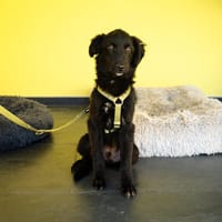 Bambo unser Herzenshund..., Hund zur Adoption