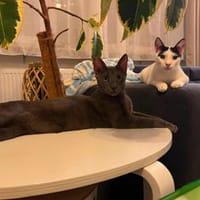 Smokey, eleganter Entdecker, ca.1J, *in 55271 Stadecken, Kater zur Adoption